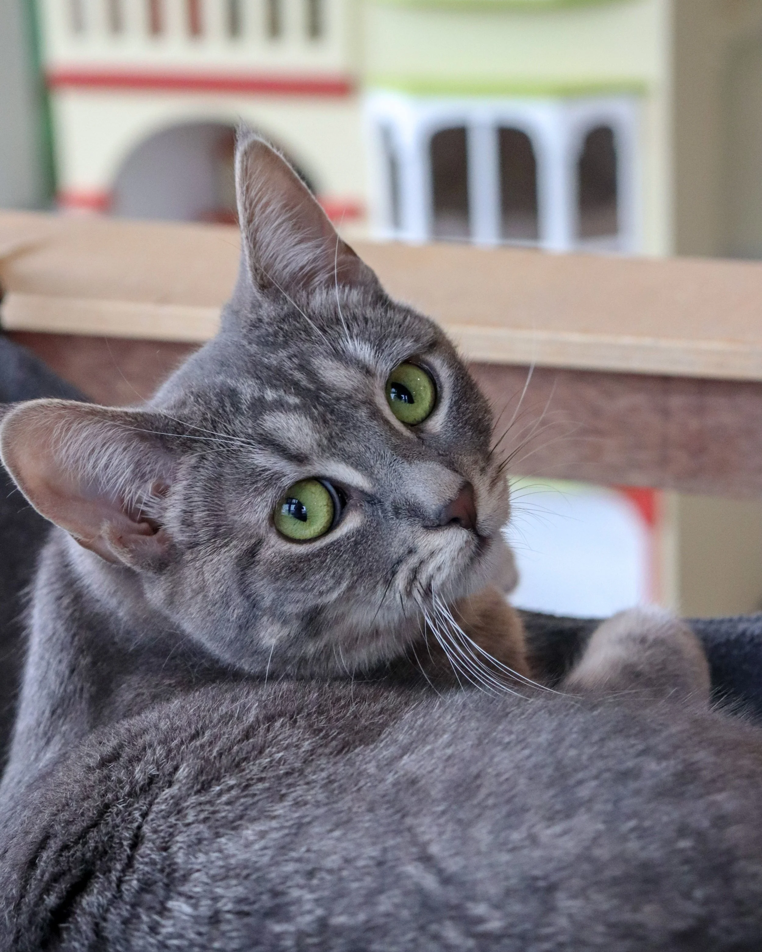 ABBY, 7 MONTHS, FEMALE