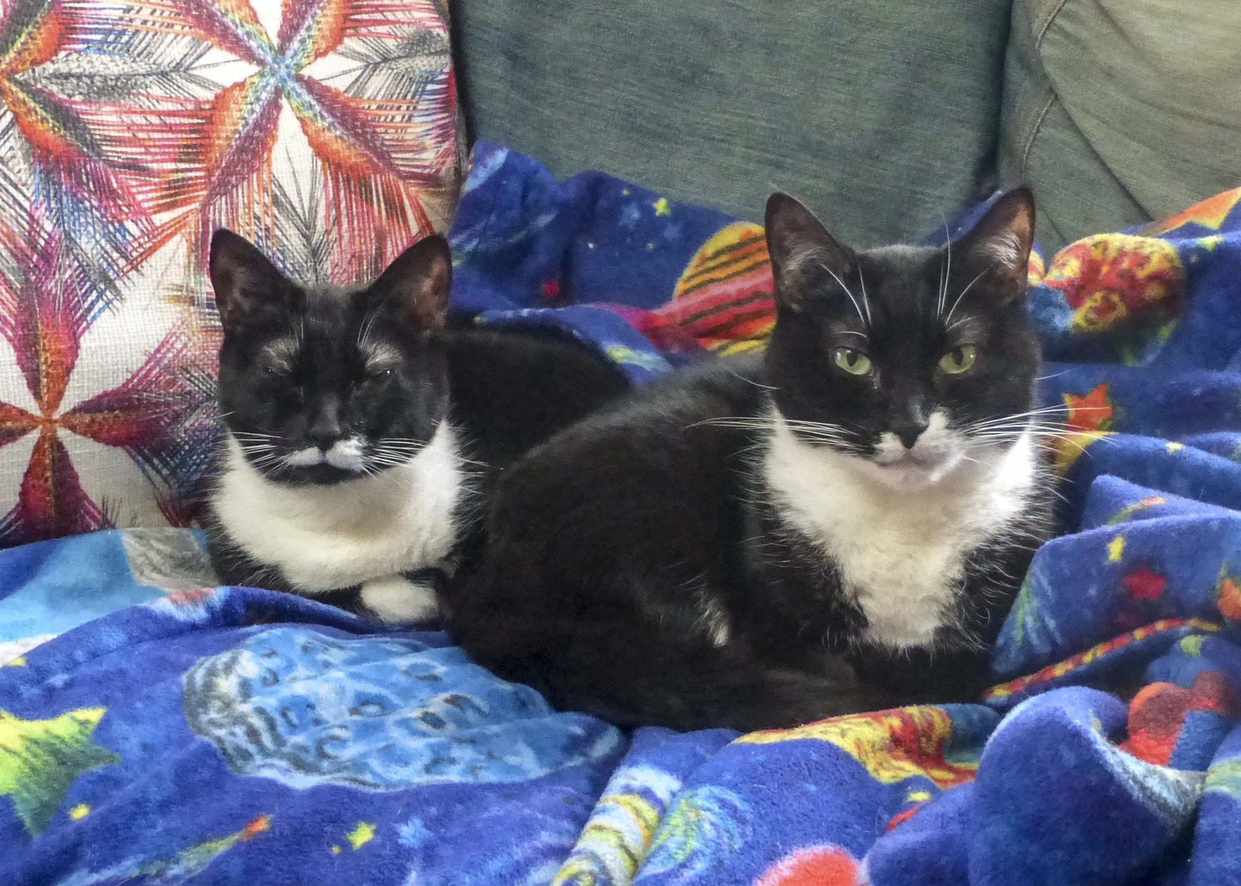 LEILA AND ADDIE, 9 YEARS, FEMALES, BONDED PAIR