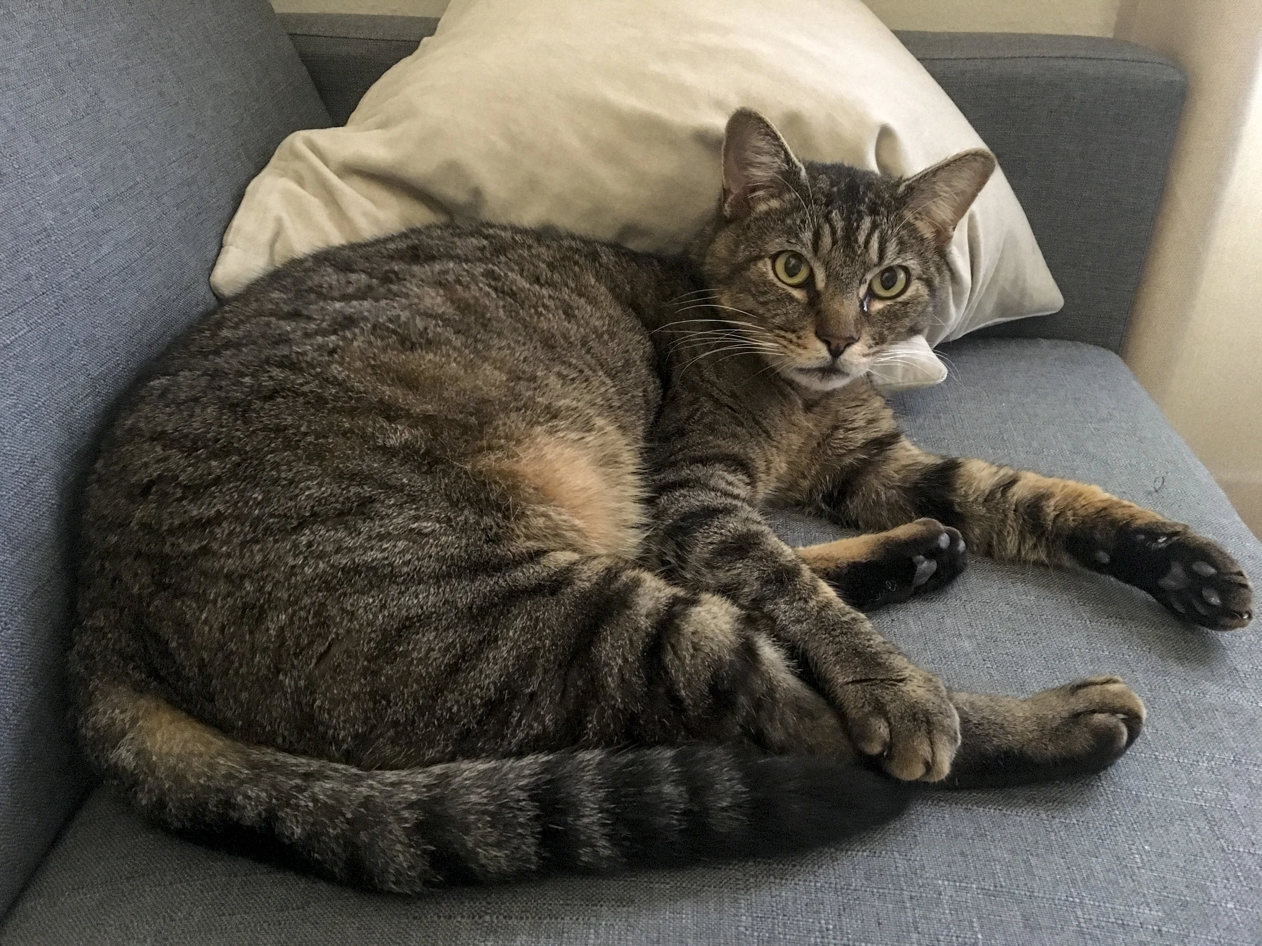 APOLLO, 3 YEARS, MALE
