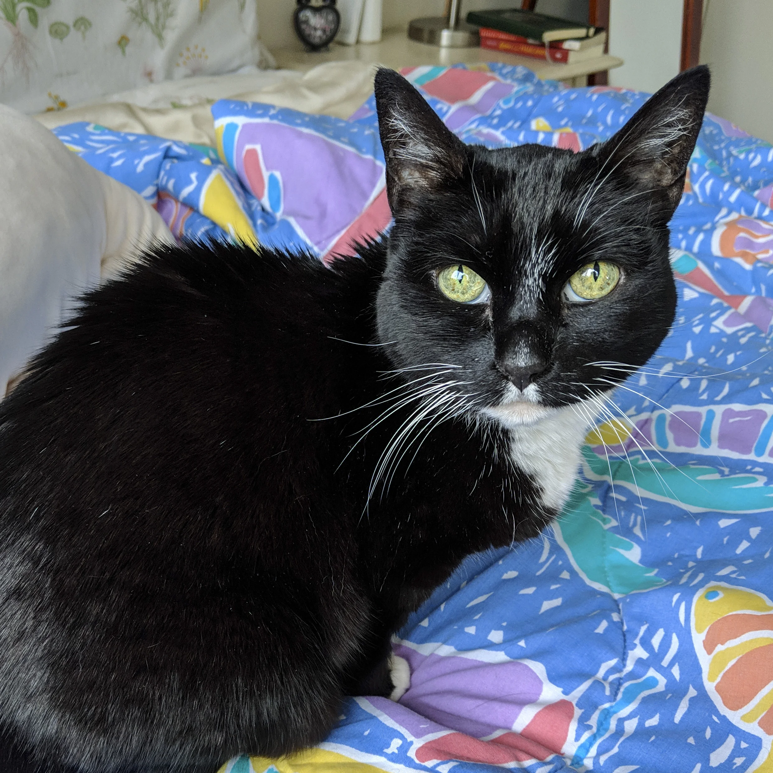 CASSIDY, 5 YEARS, FEMALE