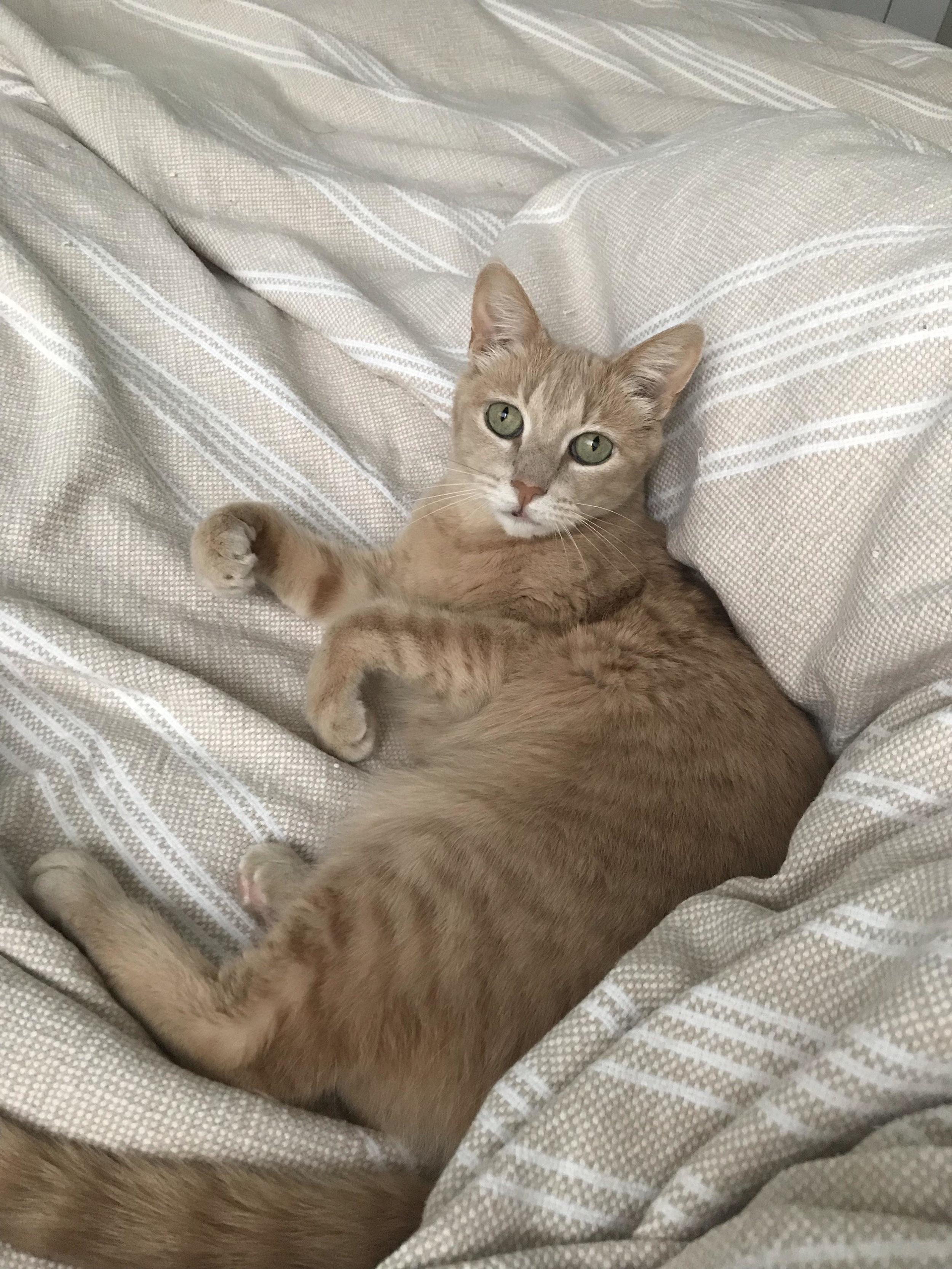March 2019 Adoptions