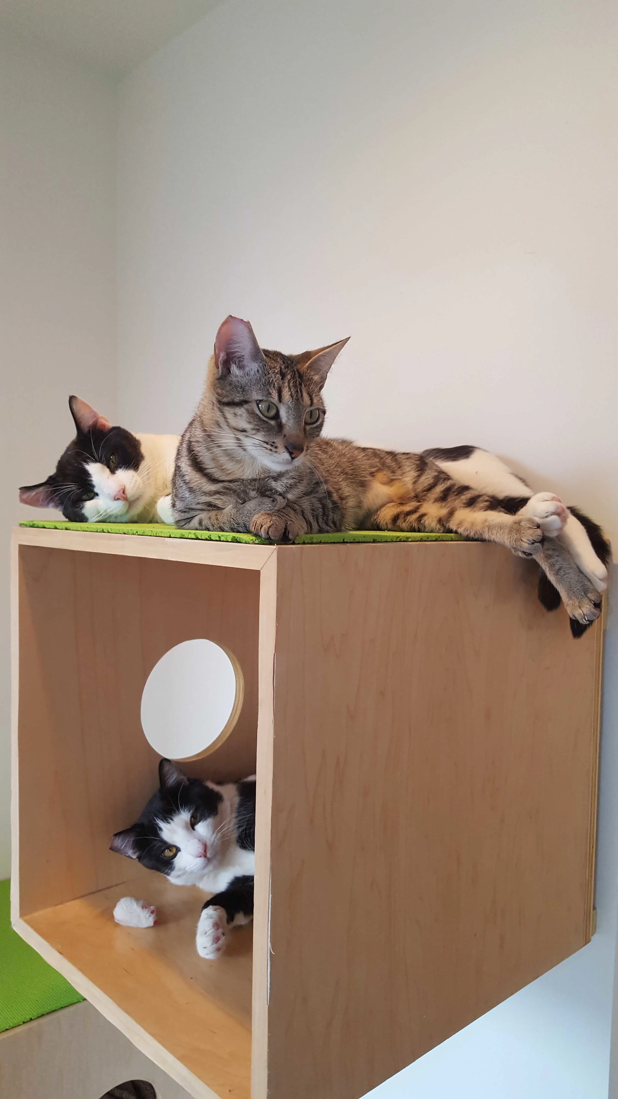 ARLO AND CALVIN, 2- 4 YEARS, MALES, AND LEXI, 1 YEAR FEMALE