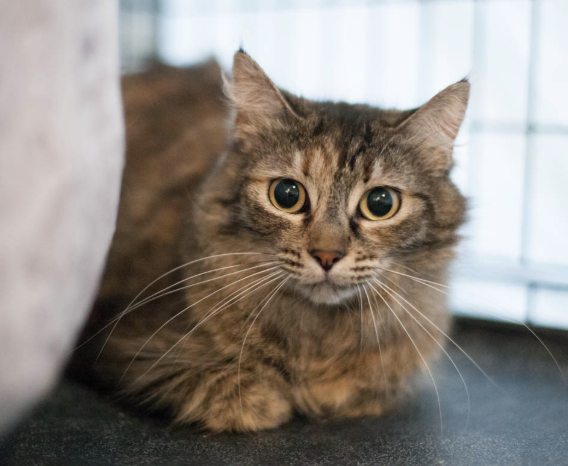 AMARYLLIS, 1 YEAR, FEMALE