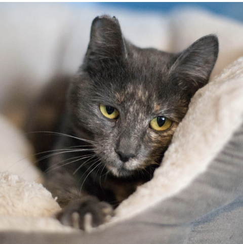 BISCUIT, 6 MONTHS, FEMALE