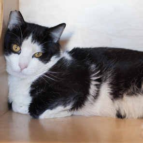 CALVIN, 2-4 YEARS, MALE