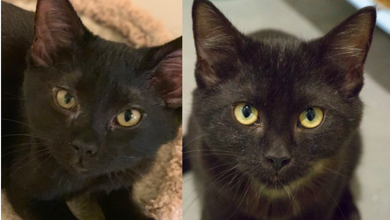 MONKEY AND MARU, 8 MONTHS, FEMALES, BONDED PAIR