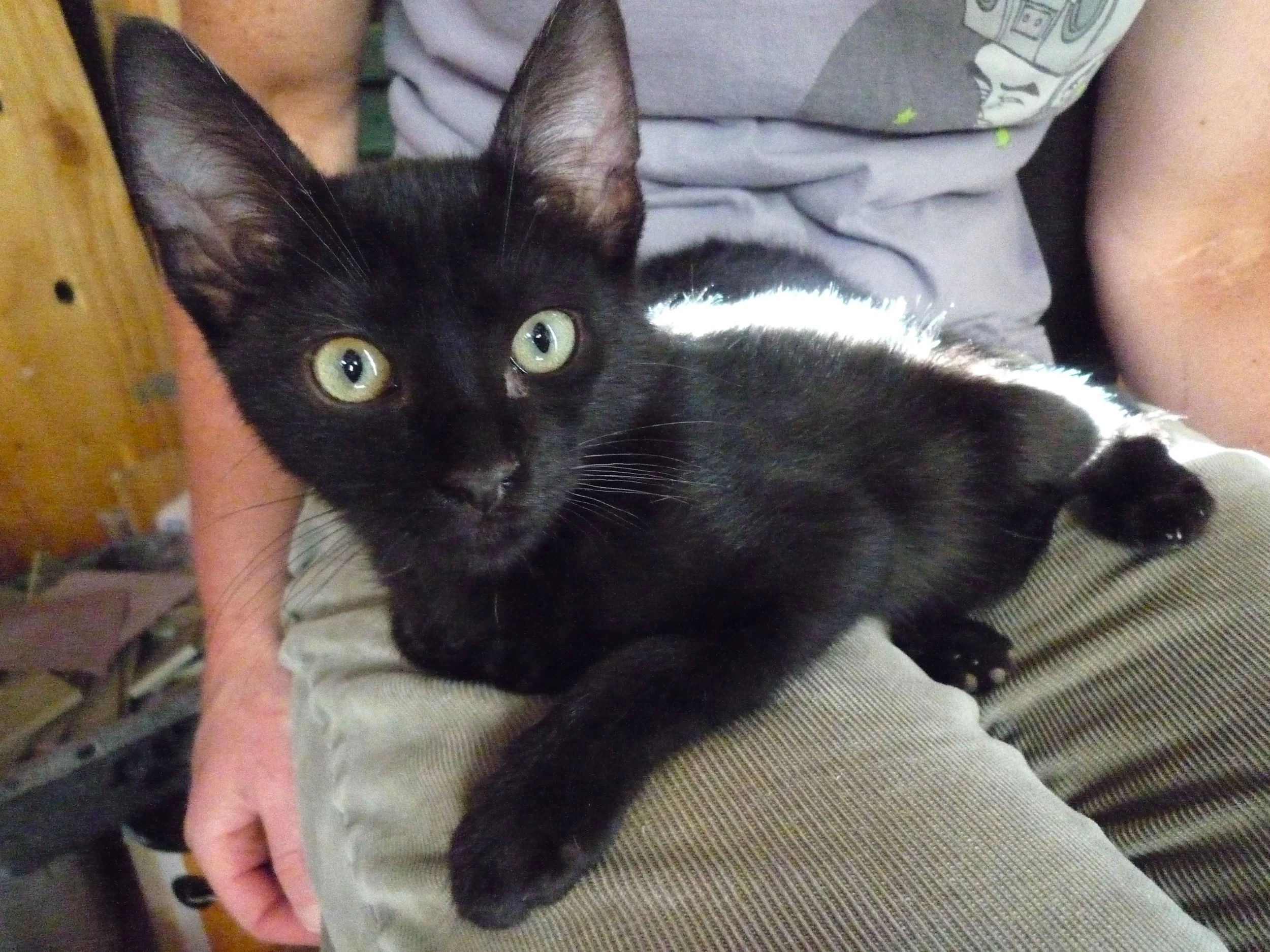 Brave little Felt helped Orbea learn to trust us.