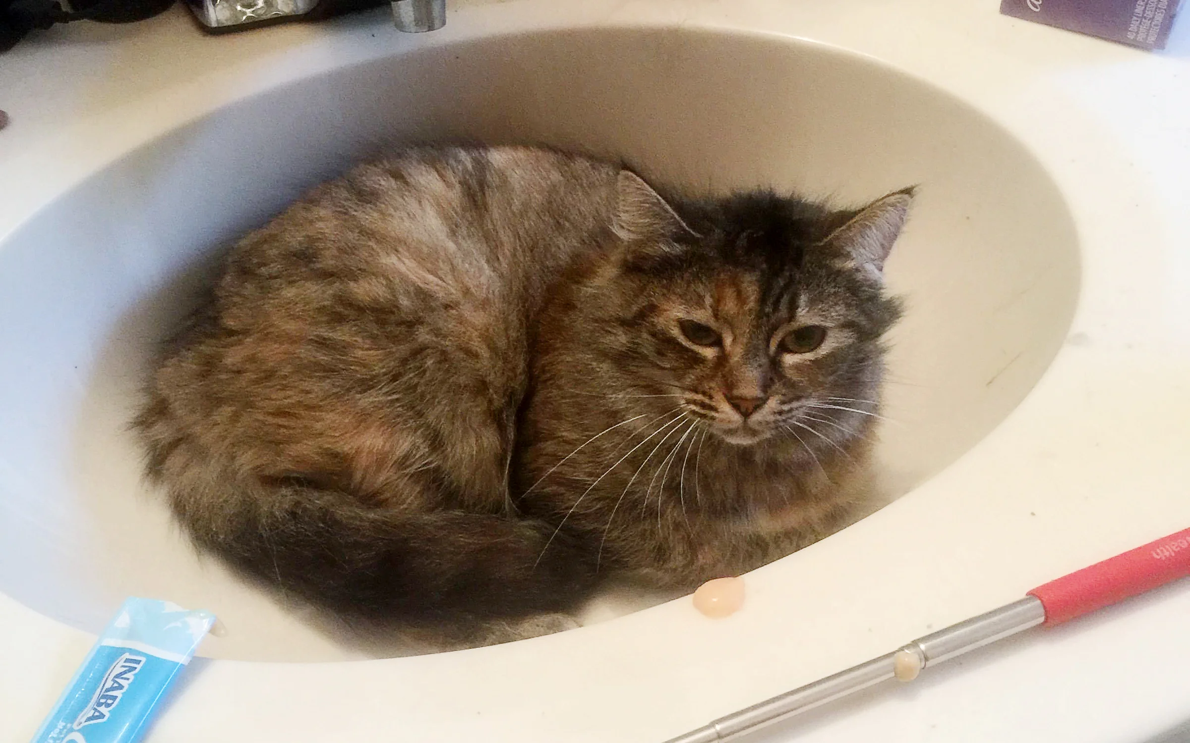 2019_Amaryllis_Sink_Crop.jpg