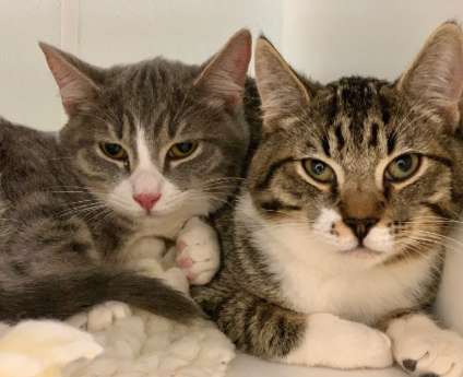 MILES AND MONTY, 5-6 MONTHS, MALES, BONDED PAIR
