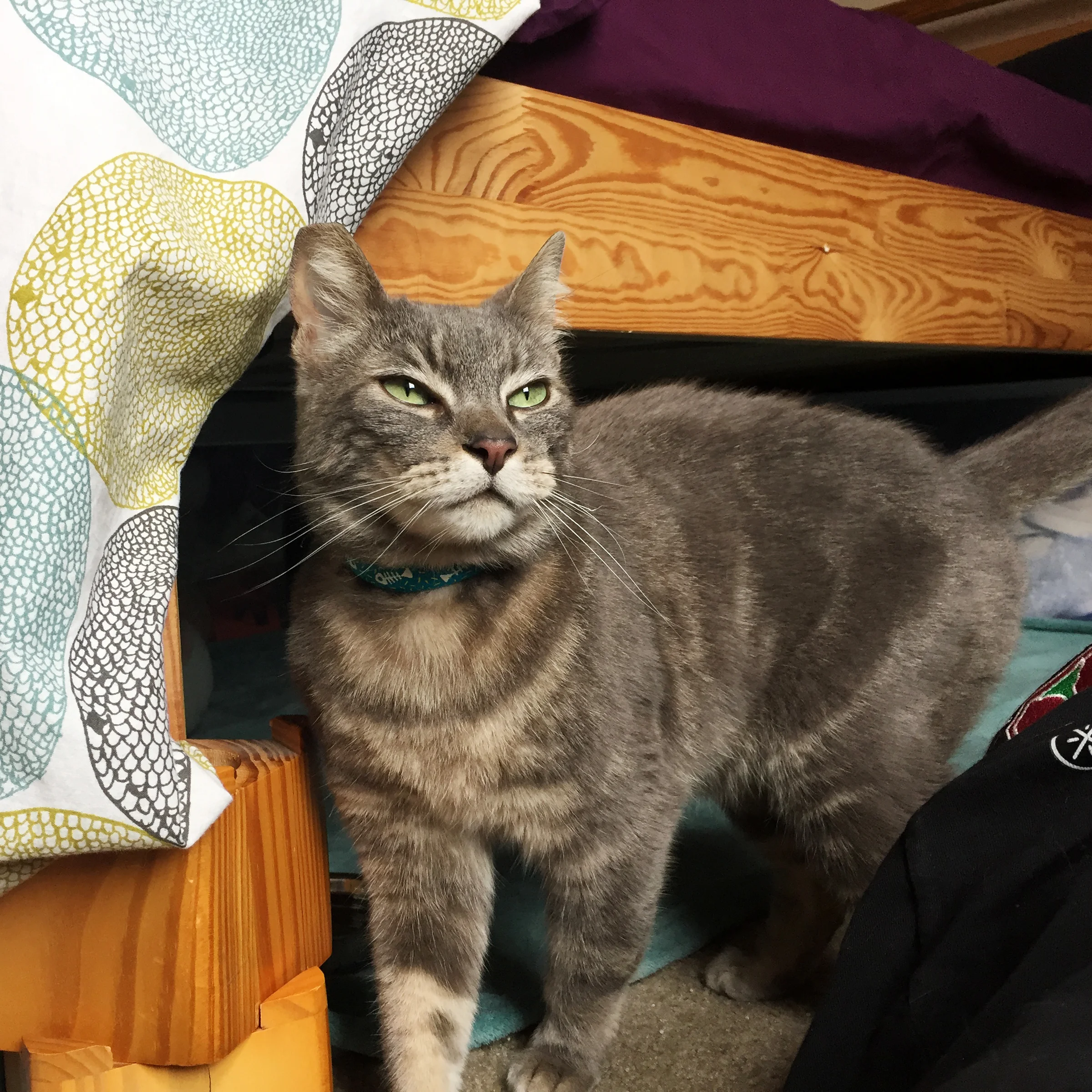 QUINCY, 4 YEARS, MALE