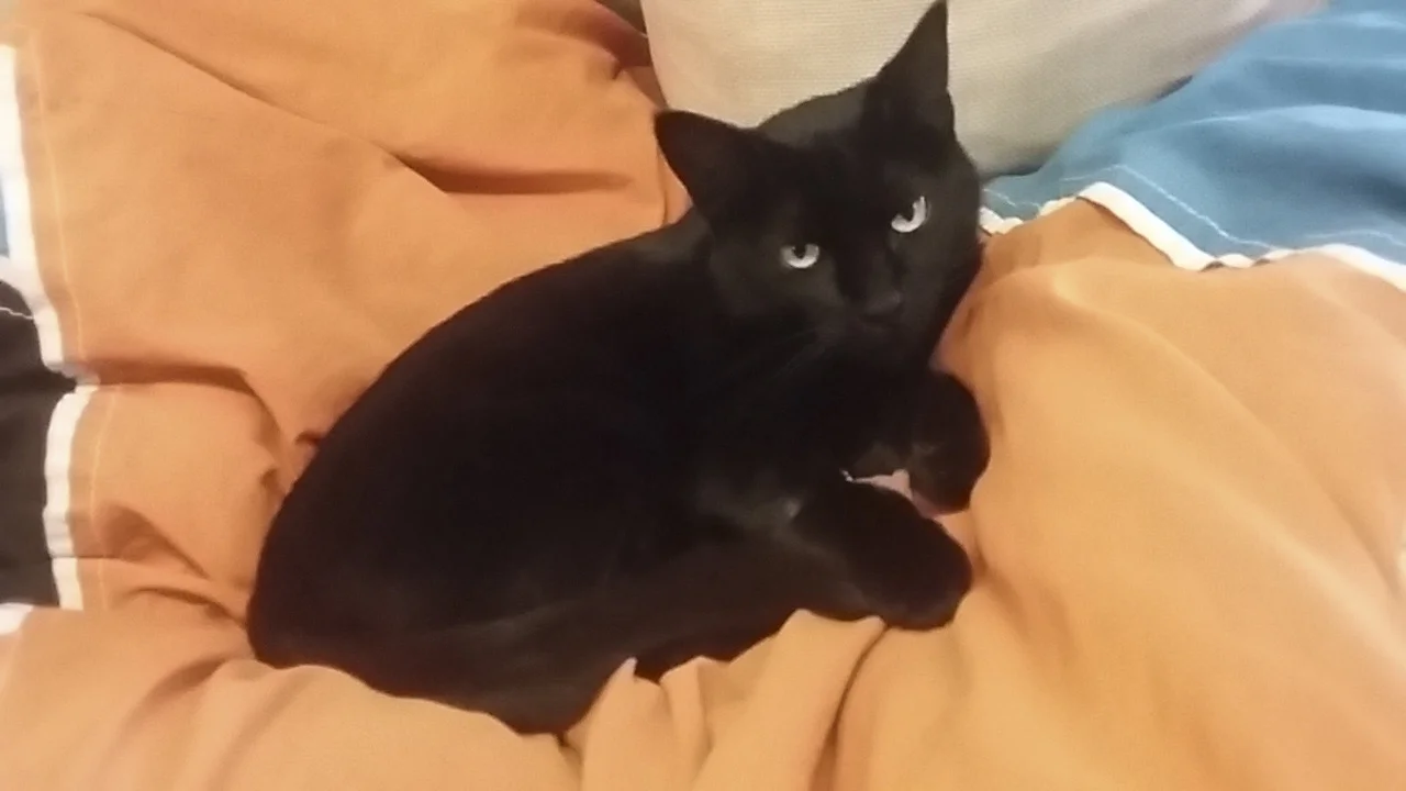 LUPITA, 2 YEARS, FEMALE