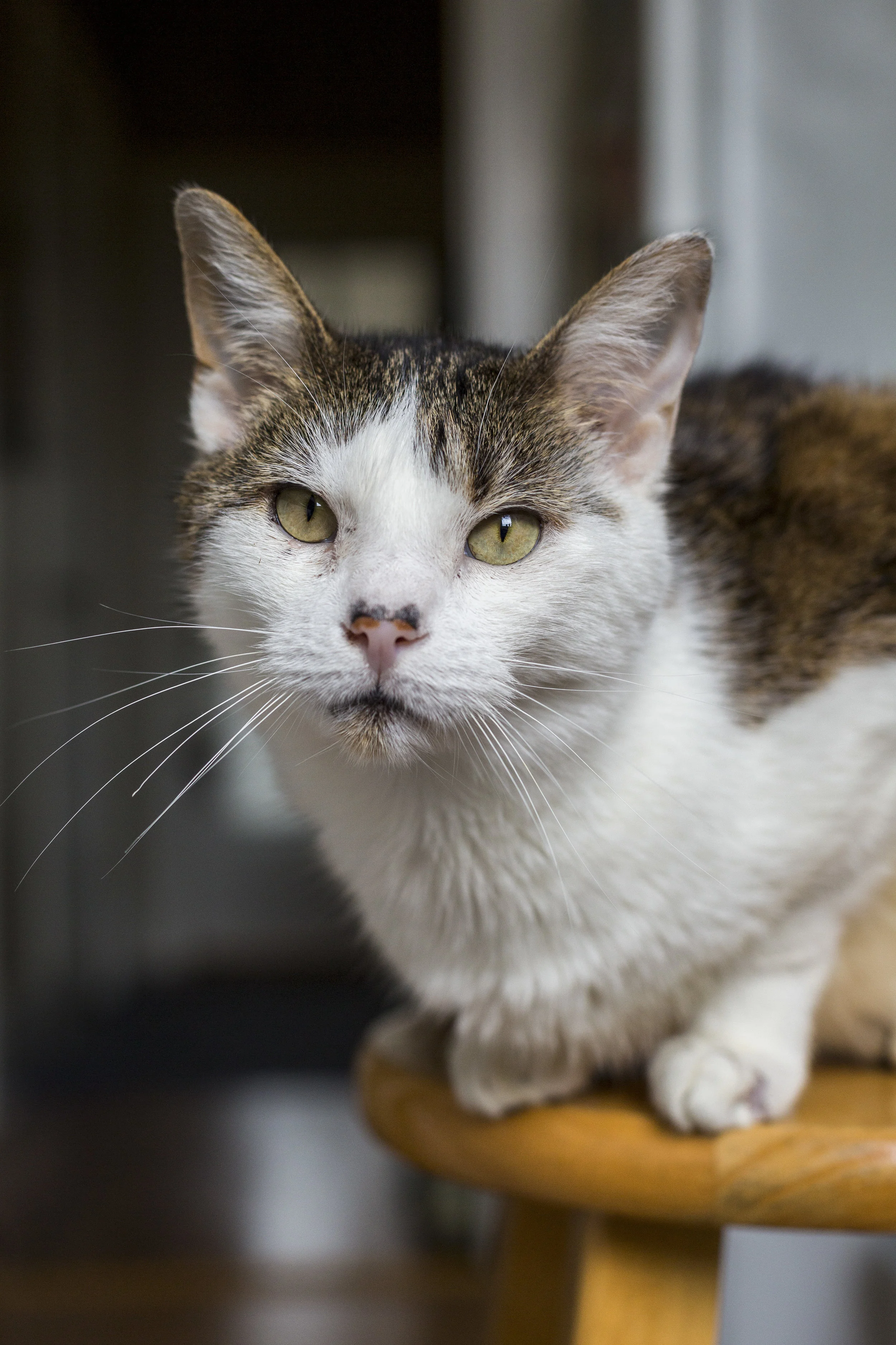 TRUMAN, 9 YEARS, MALE
