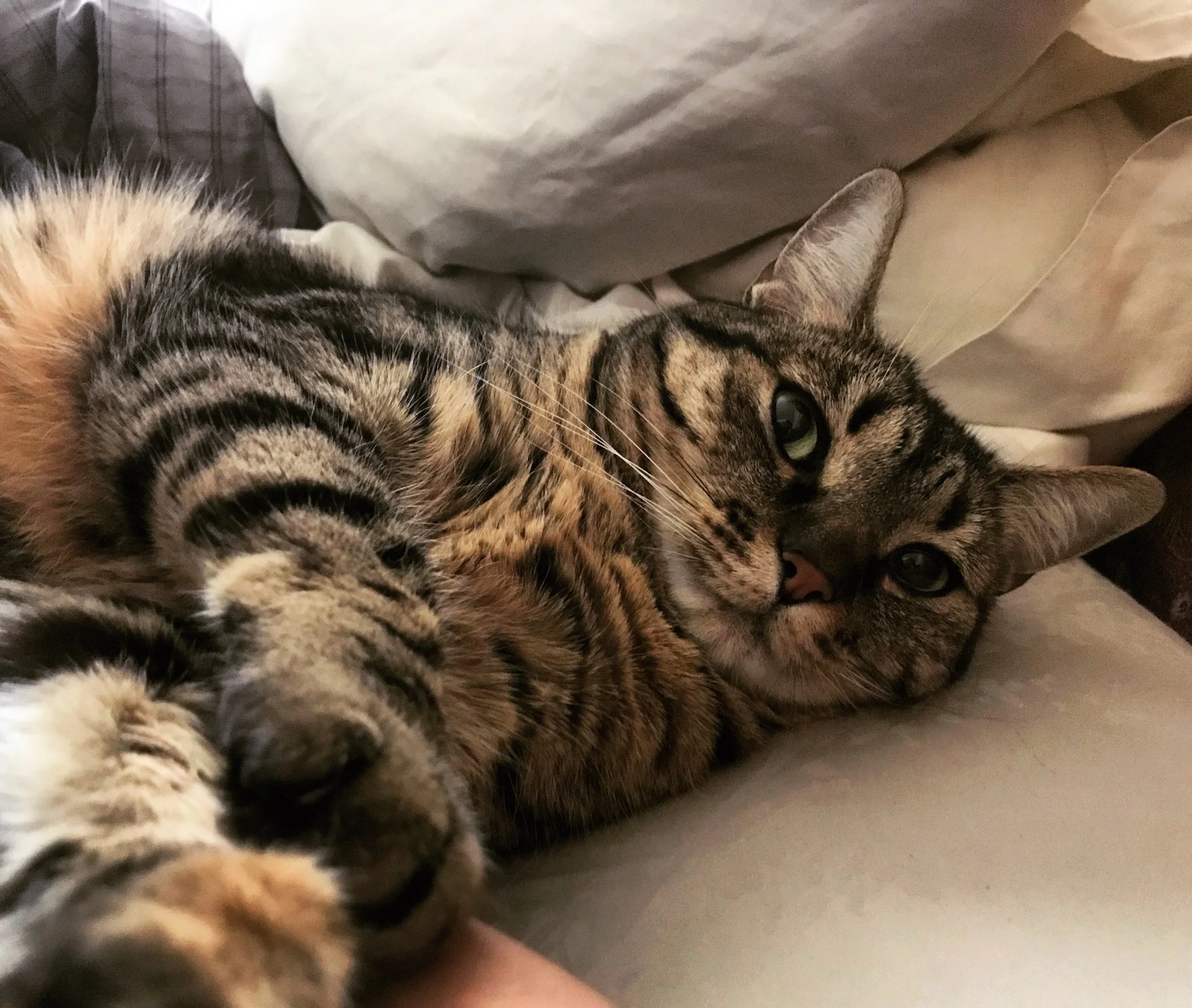BONITA, 3 YEARS, FEMALE