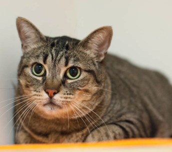 STALLONE, 6 YEARS, MALE