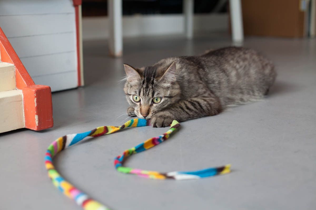 STERLING, 7 MONTHS, MALE