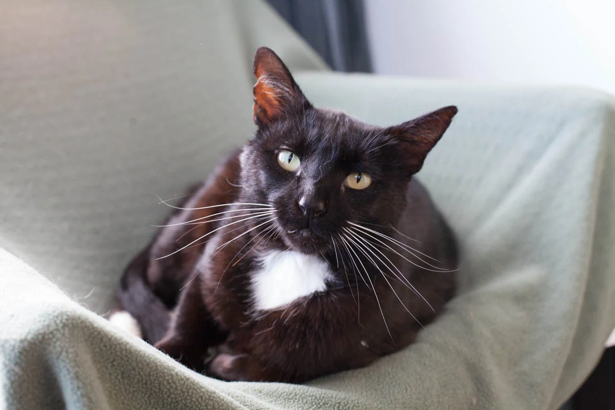 CHURCHILL, 2 YEARS, MALE