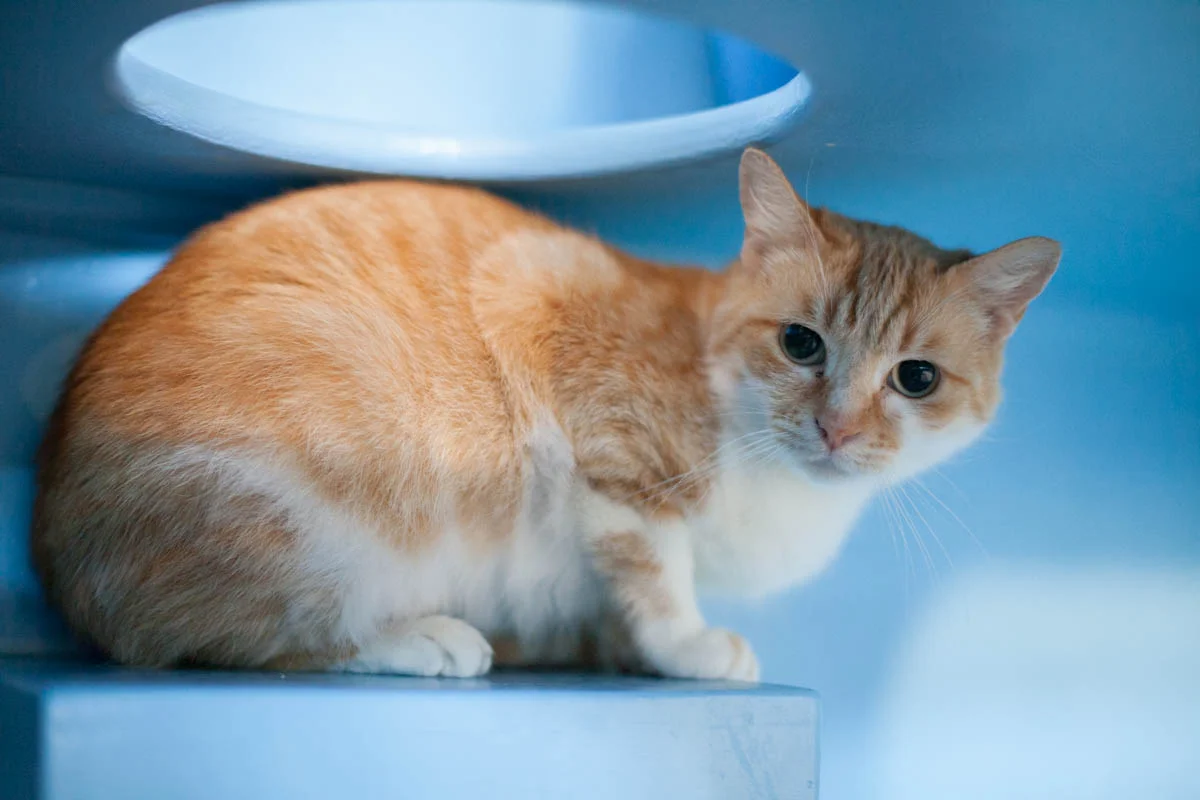 GARDENIA, 1.5 YEARS, FEMALE