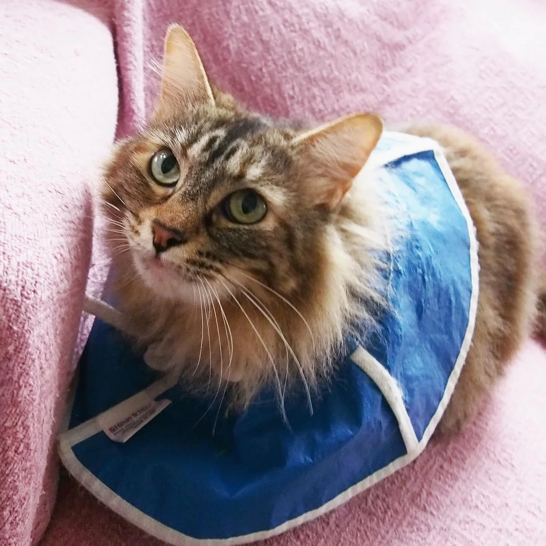 Tammy’s injuries never slowed her down, thanks to speedy access to antibiotics, pain meds, and a loving foster home.