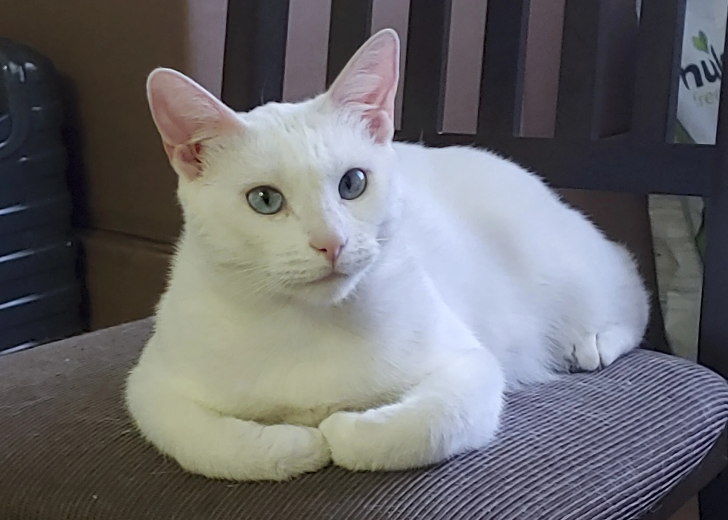 MISTY, 2 YEARS, FEMALE