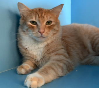 CLAUS, 2 YEARS, MALE
