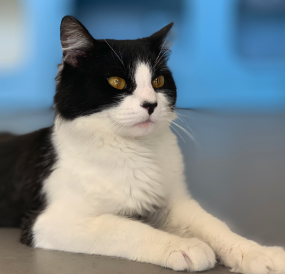 JUNEAU, 1 YEAR, MALE