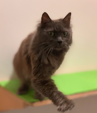 FONTINE, 15 YEARS, FEMALE