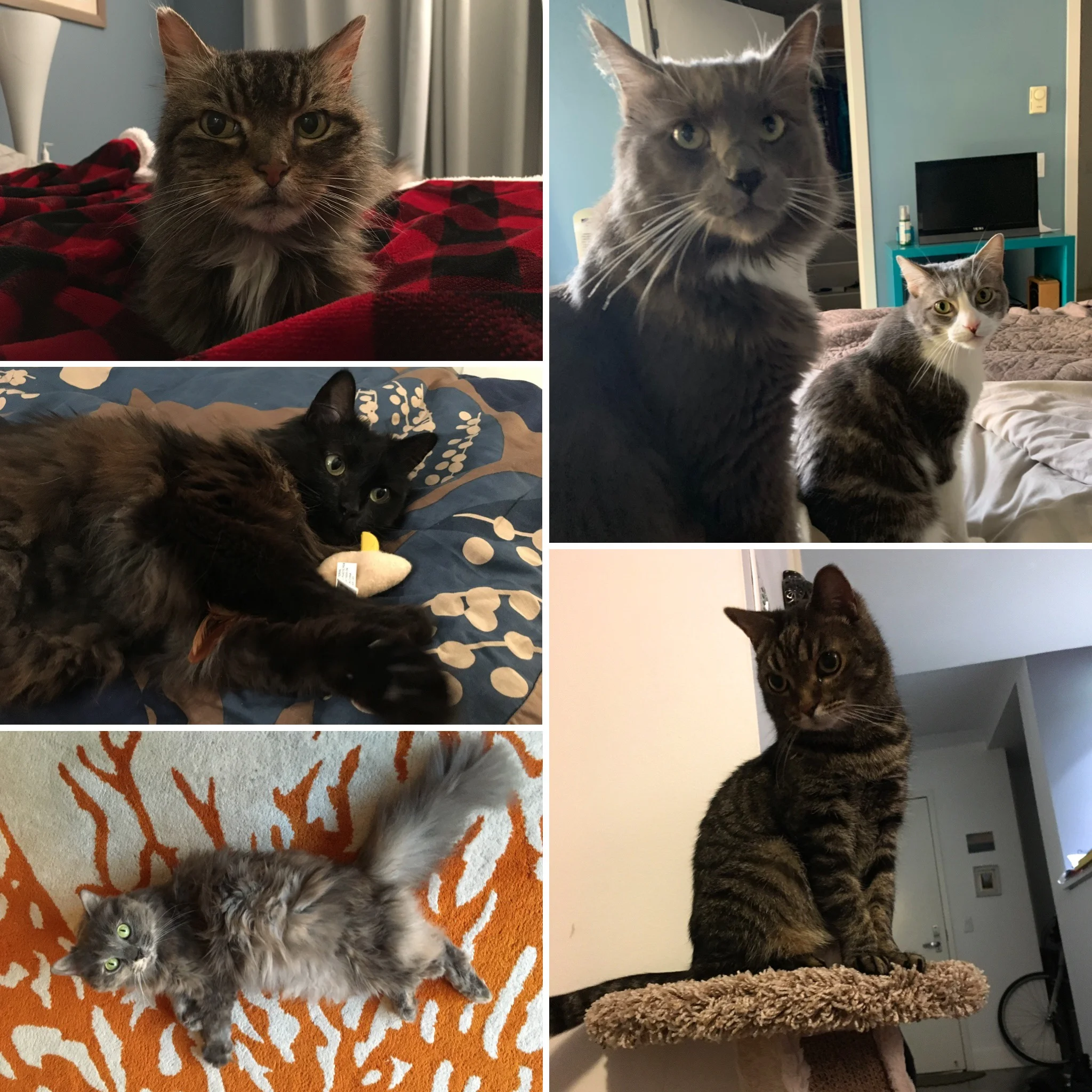 Clockwise from top left: Mayfield, Watson and Cricket, Henry, Maisy, and Sheba.