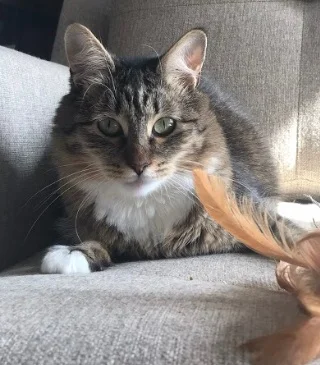 MARCIE, 2 YEARS, FEMALE