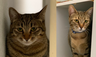 PAIGE AND PATTY, 1.5 YEARS, FEMALES, BONDED PAIR