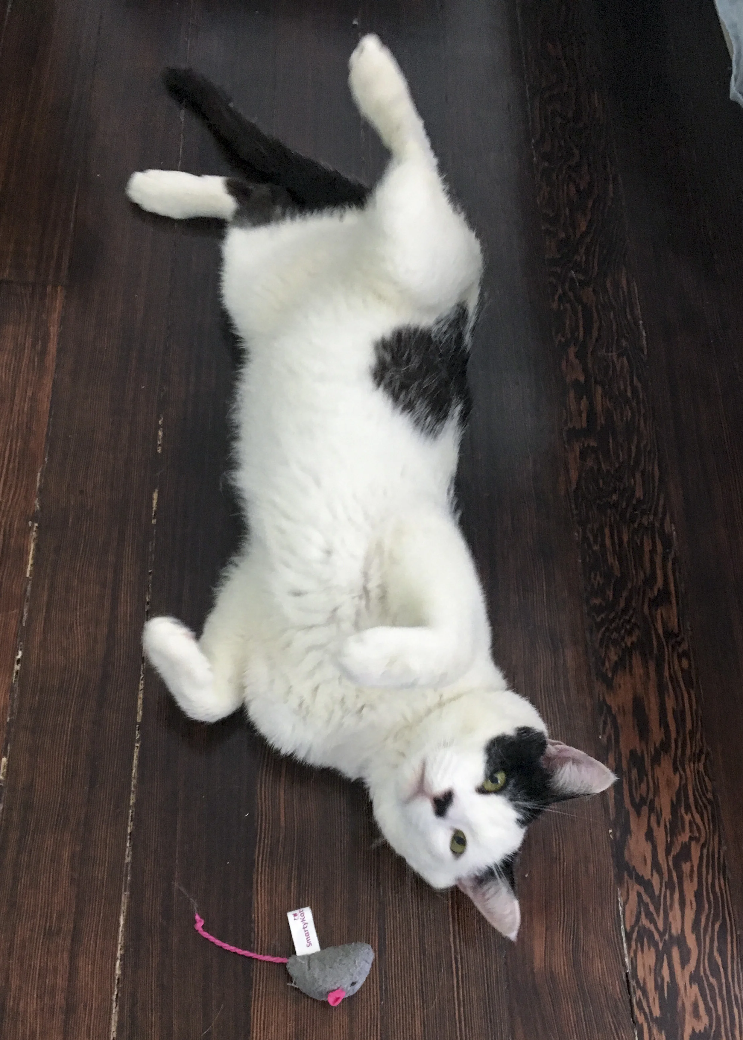 JUDE, 3-4 YEARS, MALE