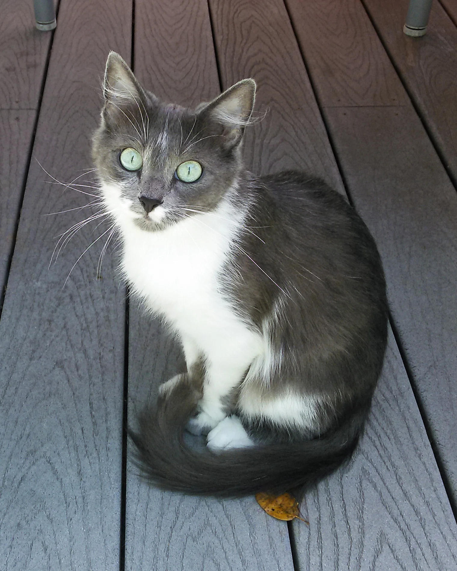 MARNI, 1 YEAR, FEMALE