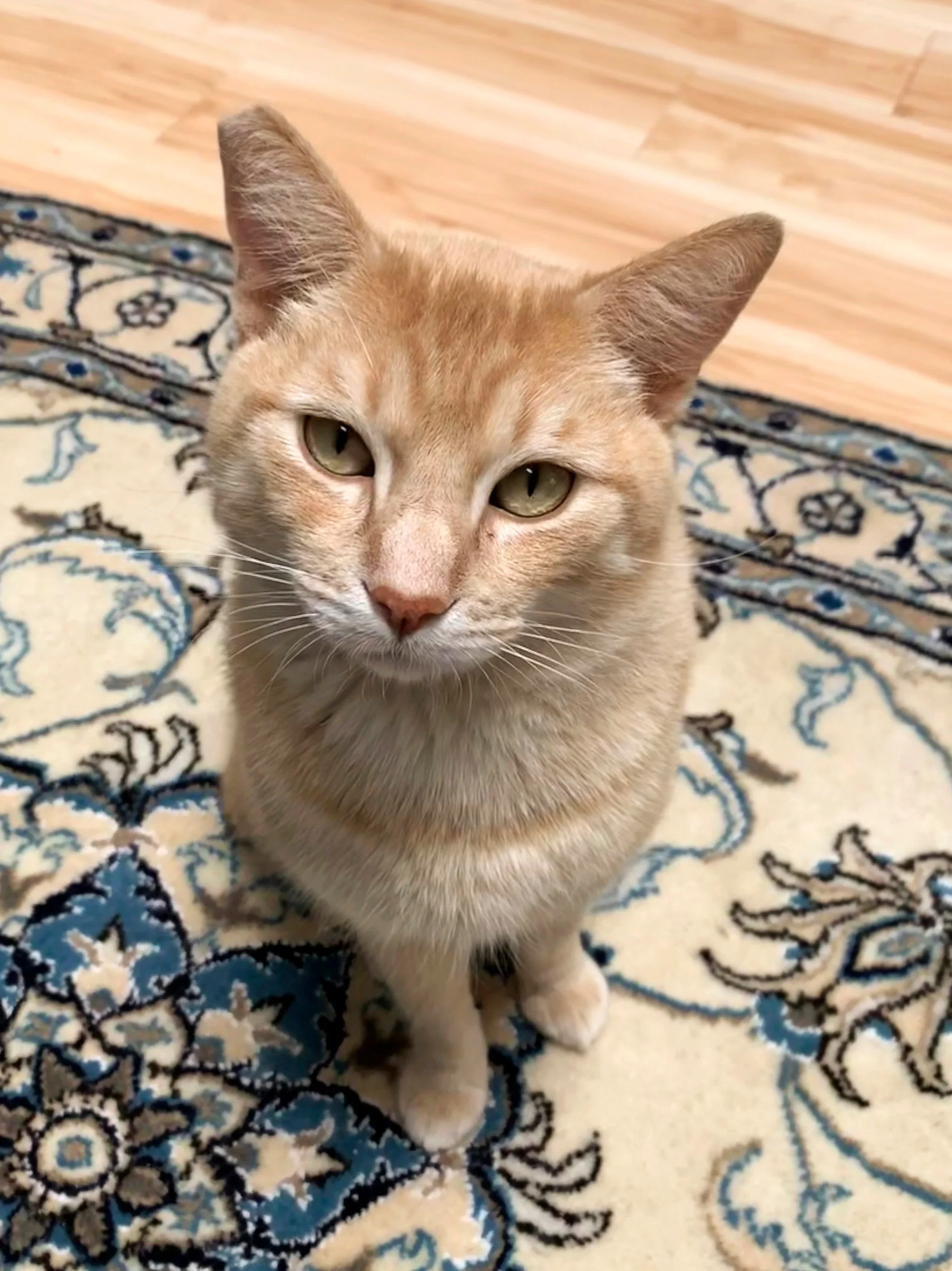 JAX, 3 YEARS, MALE