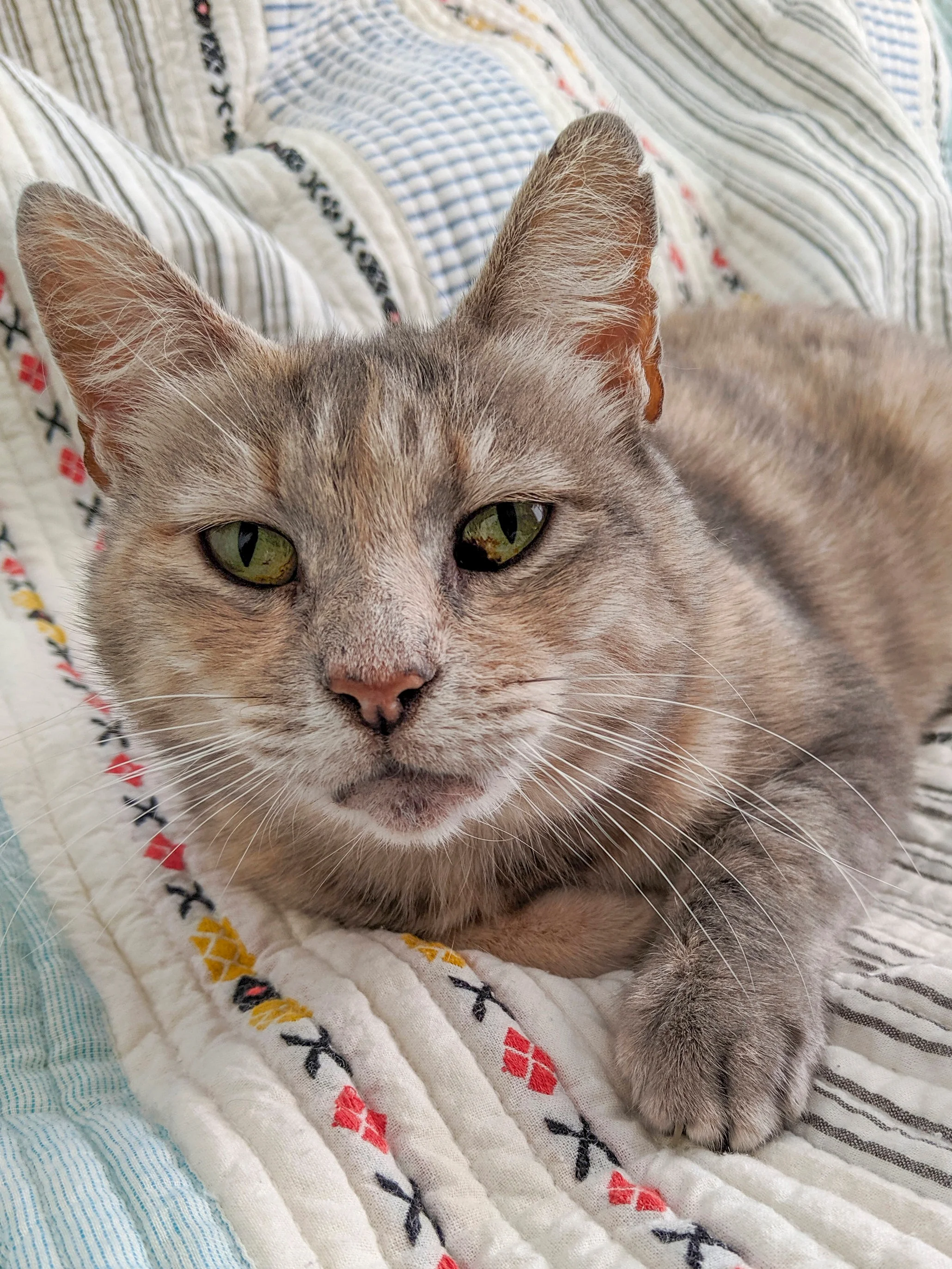 ETTA, 8 YEARS, FEMALE