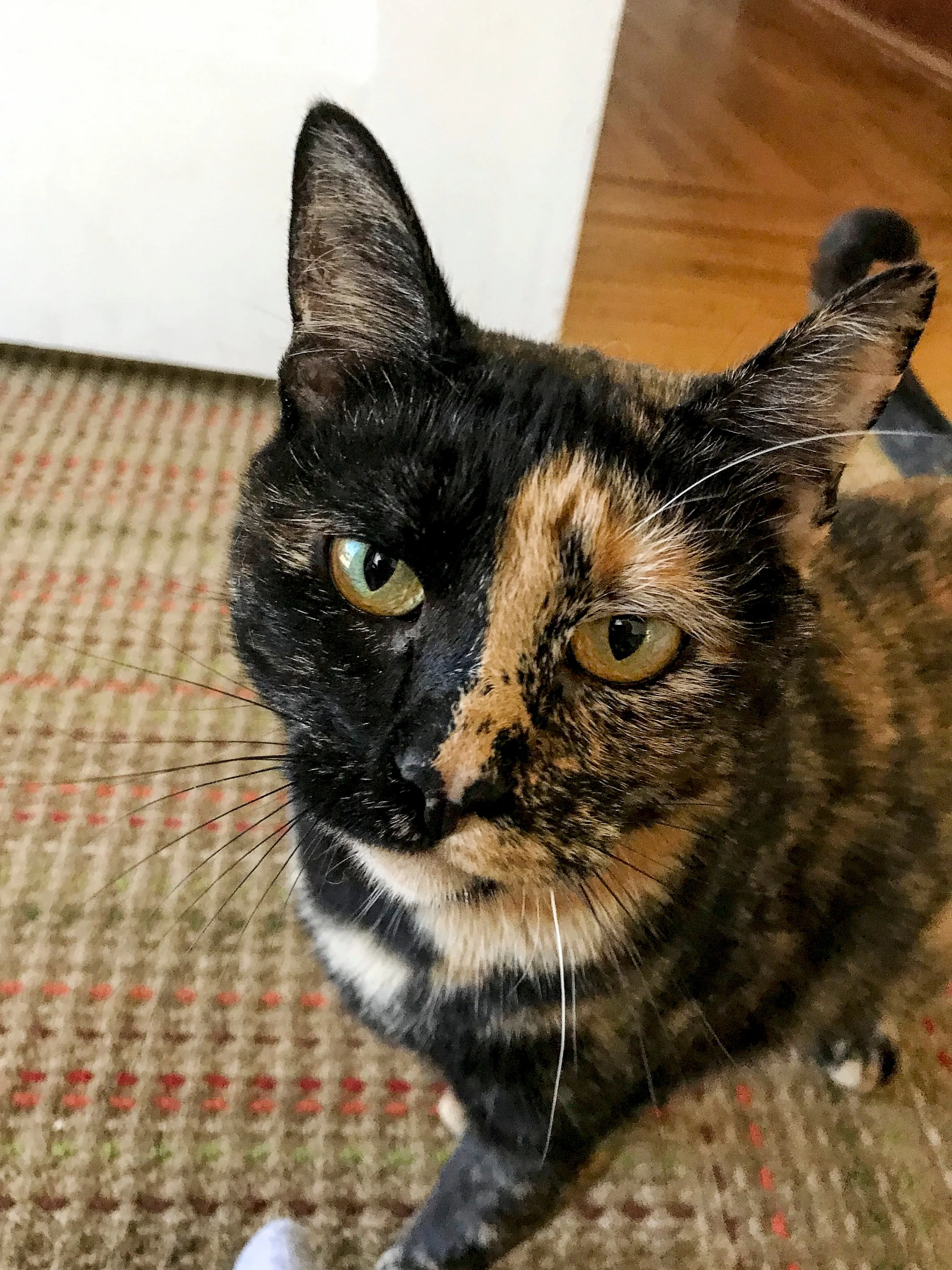 DELILAH, 2 YEARS, FEMALE