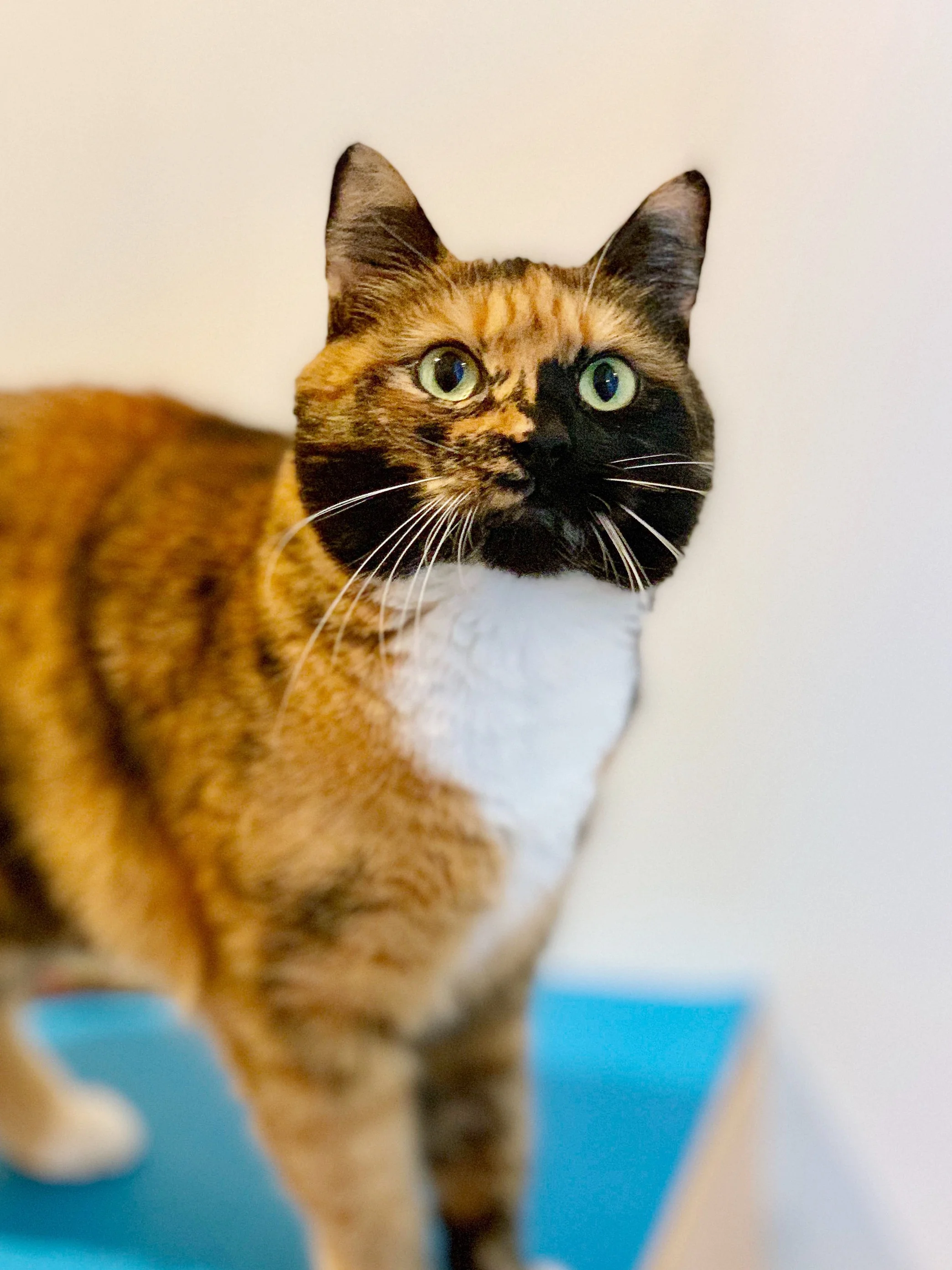 MOXIE, 5 YEARS, FEMALE