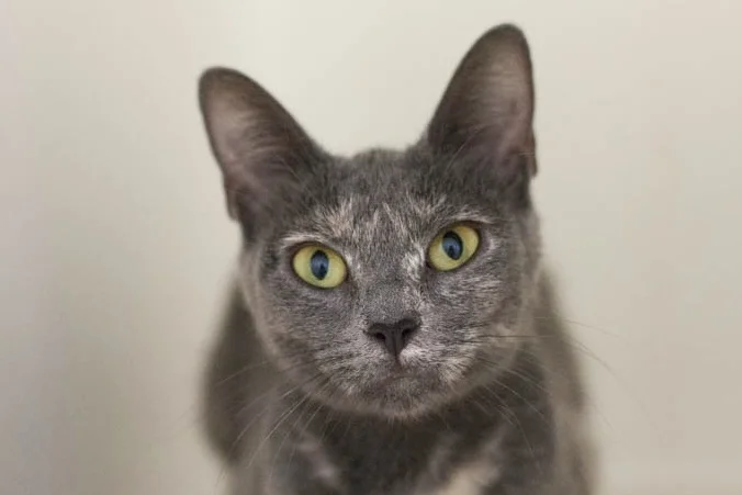 MONGOOSE, 1 YEAR, FEMALE