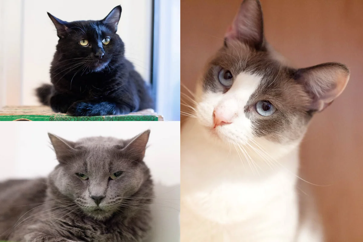 SAHARA, GENEVA AND INDIA, 2 YEARS, FEMALE, BONDED TRIO