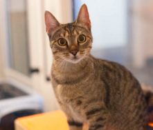 TASHA, 1 YEAR, FEMALE