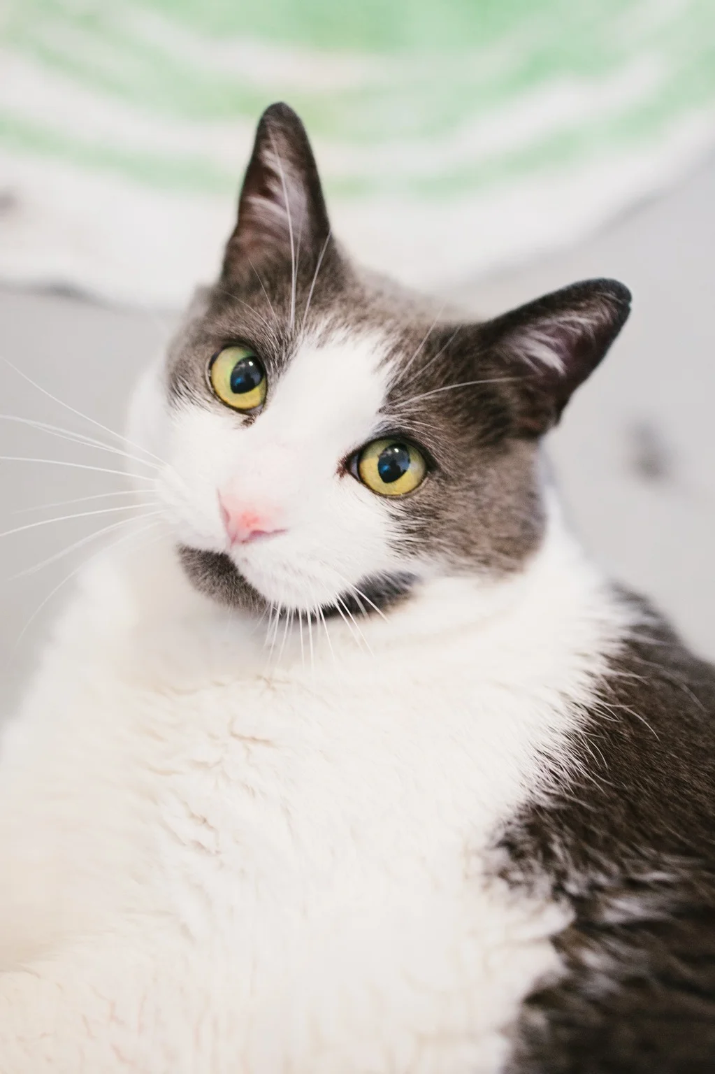 GRIFFIN, 6 YEARS, MALE