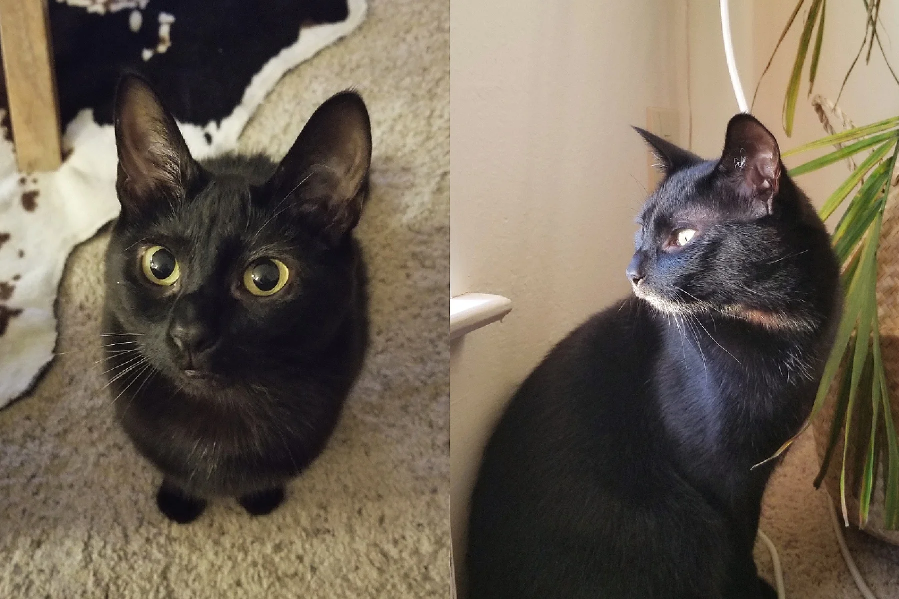 SALLY AND CHARLIE, 2 YEARS, FEMALE AND MALE, BONDED PAIR