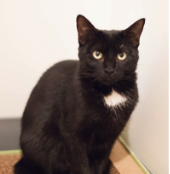 MARU, 1 YEAR, FEMALE