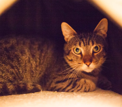 MR. MUFFIN, 2 YEARS, MALE