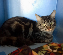 WESLEY, 1 YEAR, MALE