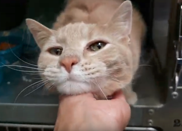 MOE, 11 YEARS, MALE