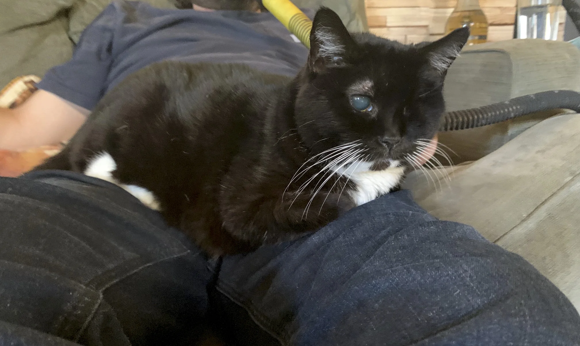 BEE BEE, 9 YEARS, FEMALE