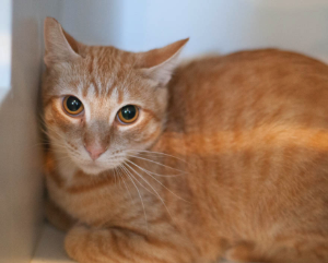 SERENA, 2 YEARS, FEMALE