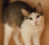 LORENZO, 6 MONTHS, MALE