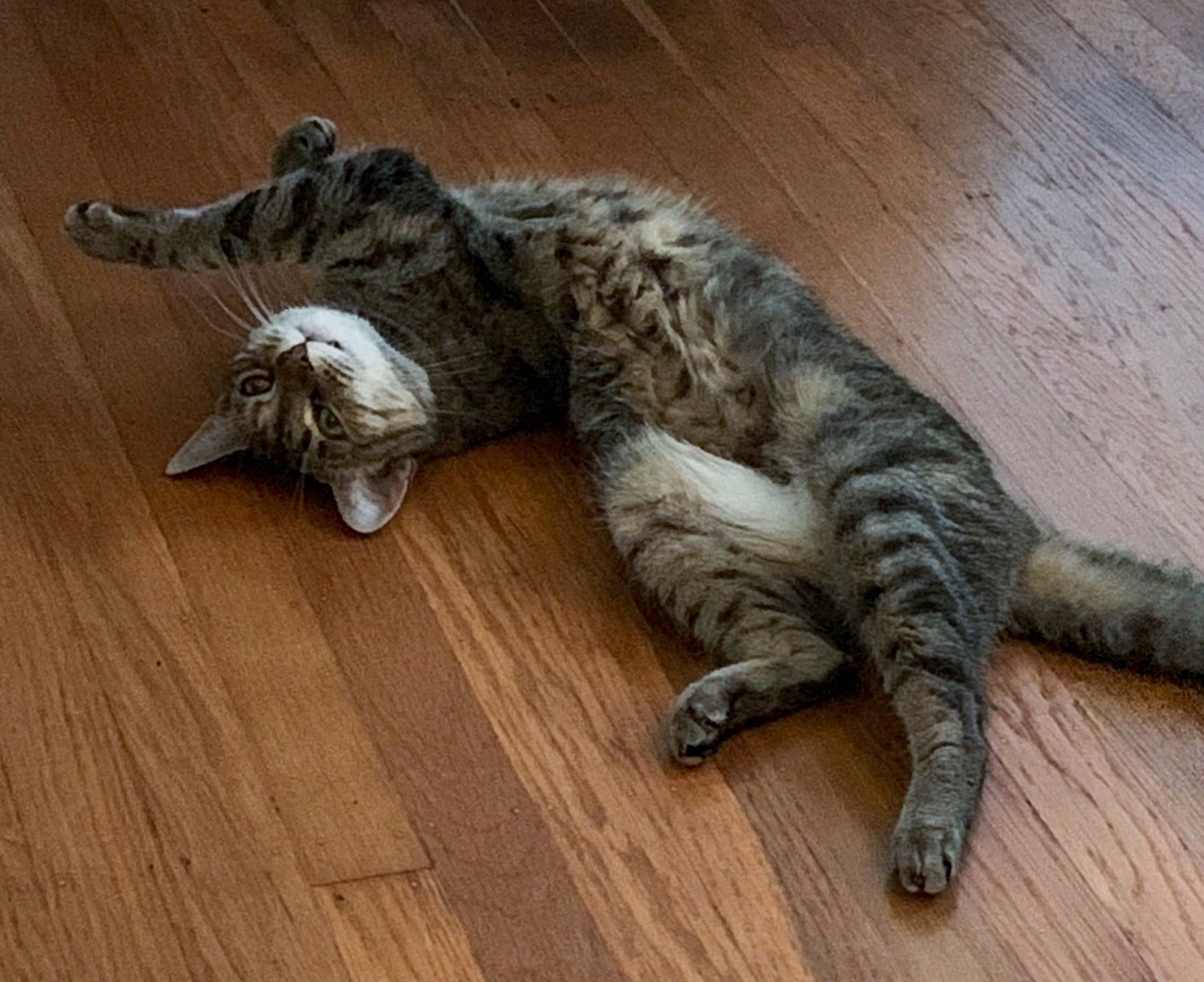 INDY, 6 YEARS, FEMALE