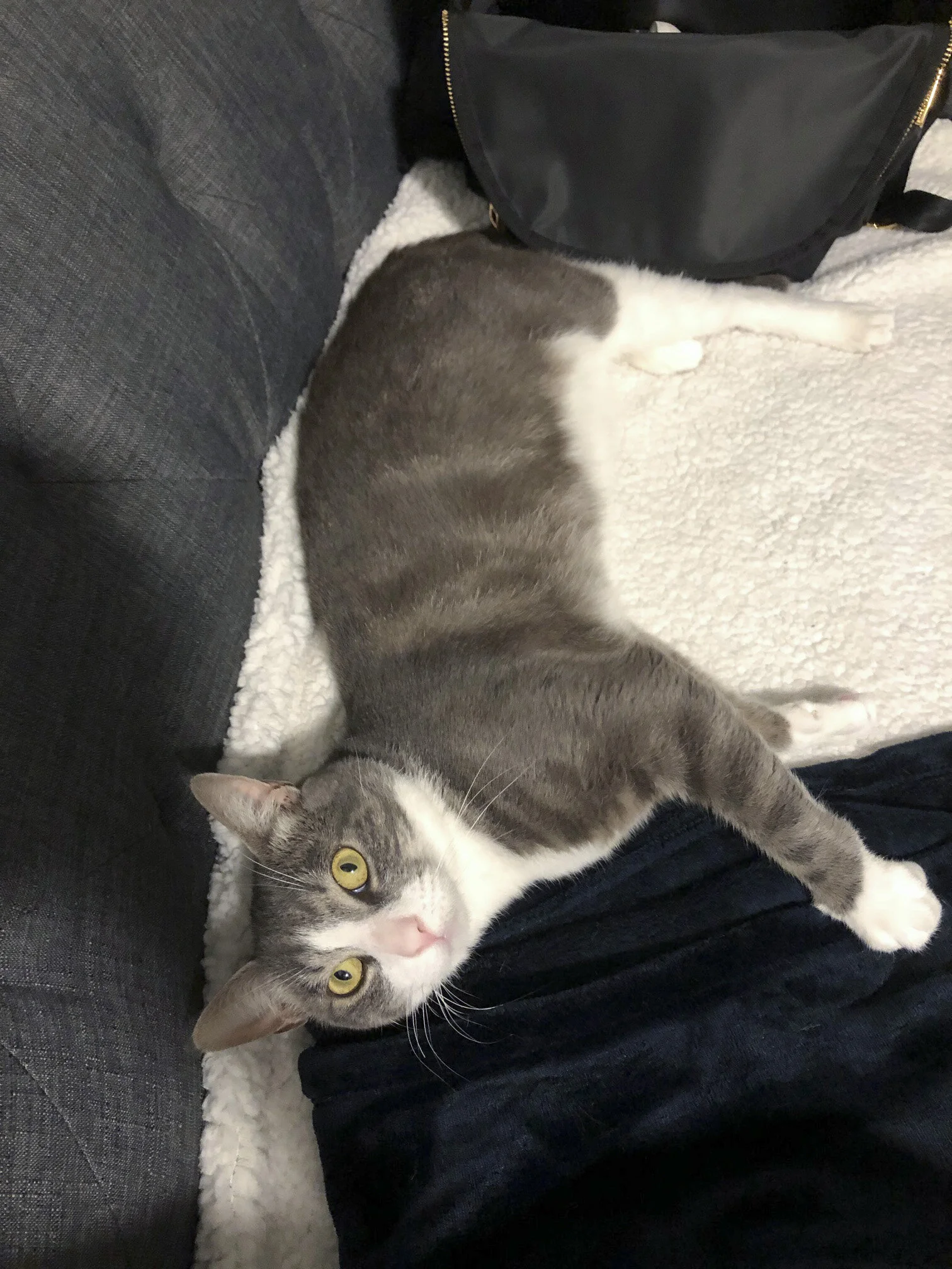 SEBASTIAN, 2 YEARS, MALE