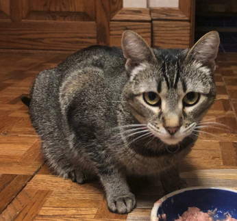 BINKY, 3 YEARS, FEMALE